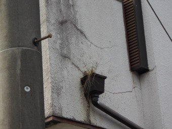 軒天雨漏り点検