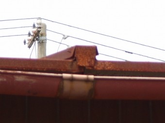 カラートタン瓦棒屋根調査