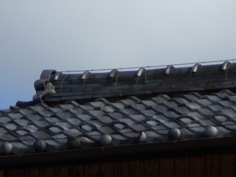 屋根調査