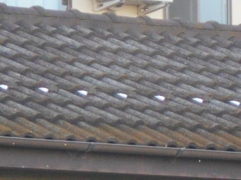 モニエル瓦調査