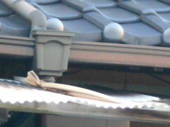 塩ビ波板屋根現場調査