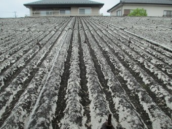 小波スレート屋根現場調査