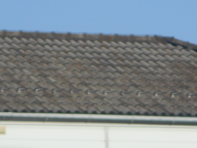 岐阜市にて築年のモニエル瓦に苔が生えているので現場調査に行ってきました 岐阜で屋根リフォーム 雨漏り修理なら街の屋根やさん岐阜店へ