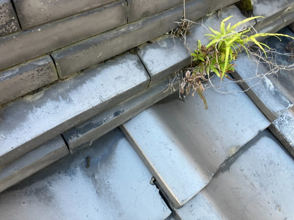 のし瓦脇の草と隙間