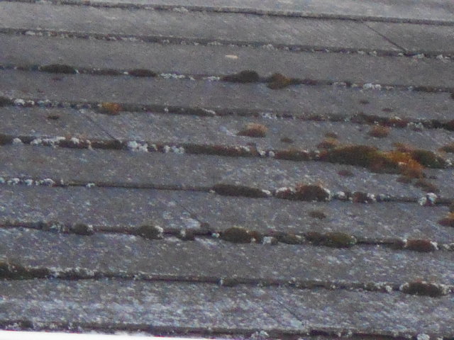 大垣市　カラーベスト屋根の表面が剝がれて地肌が出ています。苔が発生しています。屋根無料調査