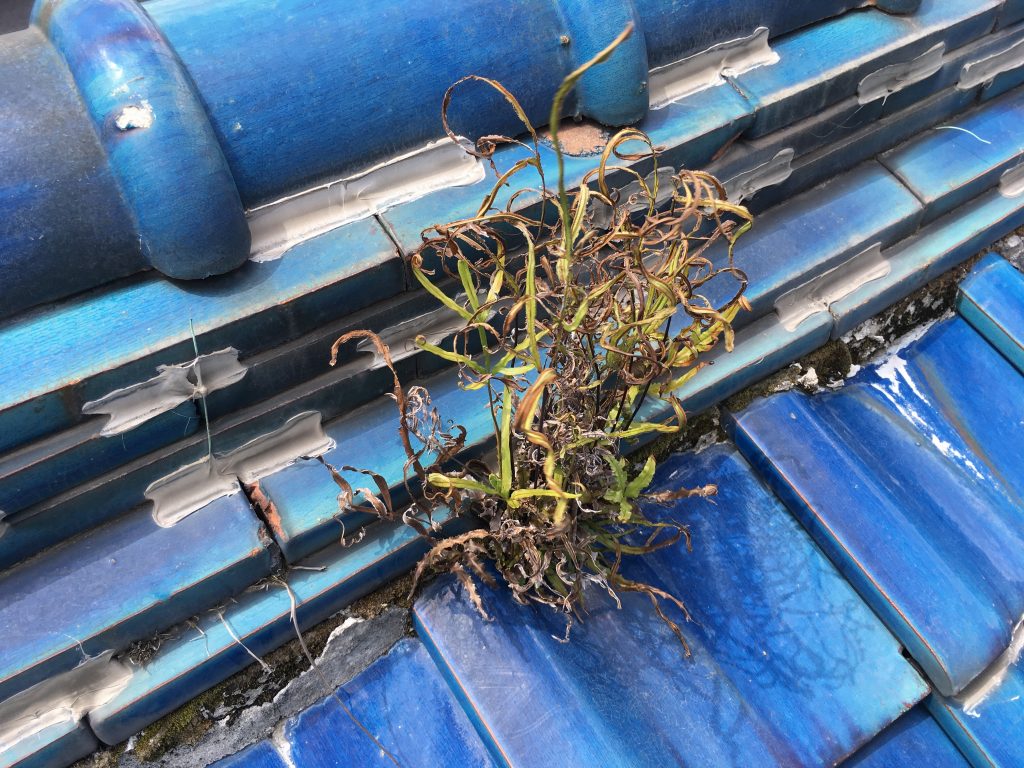 棟際の雑草繁殖